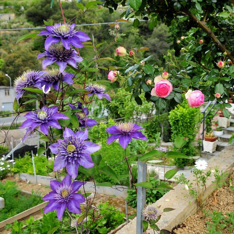 Le Rose San Biagio della Cima Exterior foto