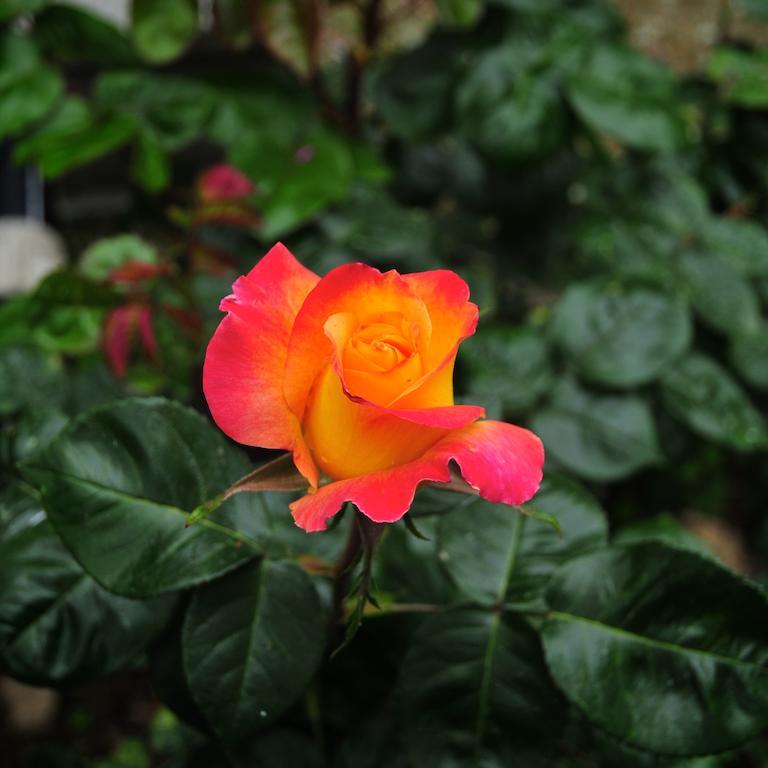 Le Rose San Biagio della Cima Exterior foto