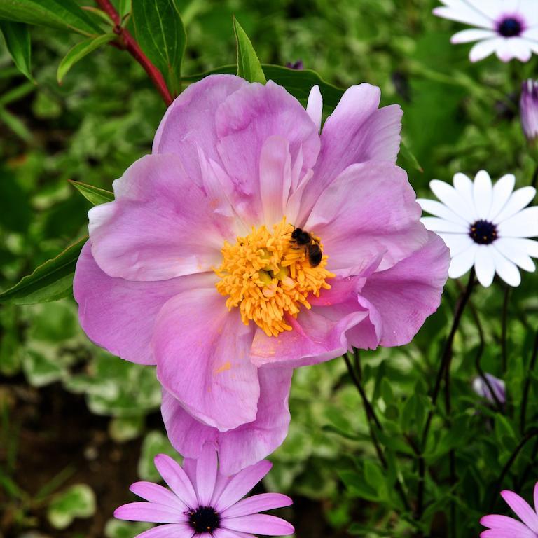 Le Rose San Biagio della Cima Exterior foto