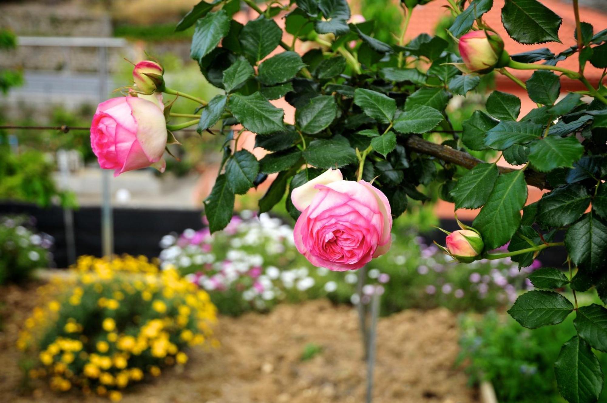 Le Rose San Biagio della Cima Exterior foto