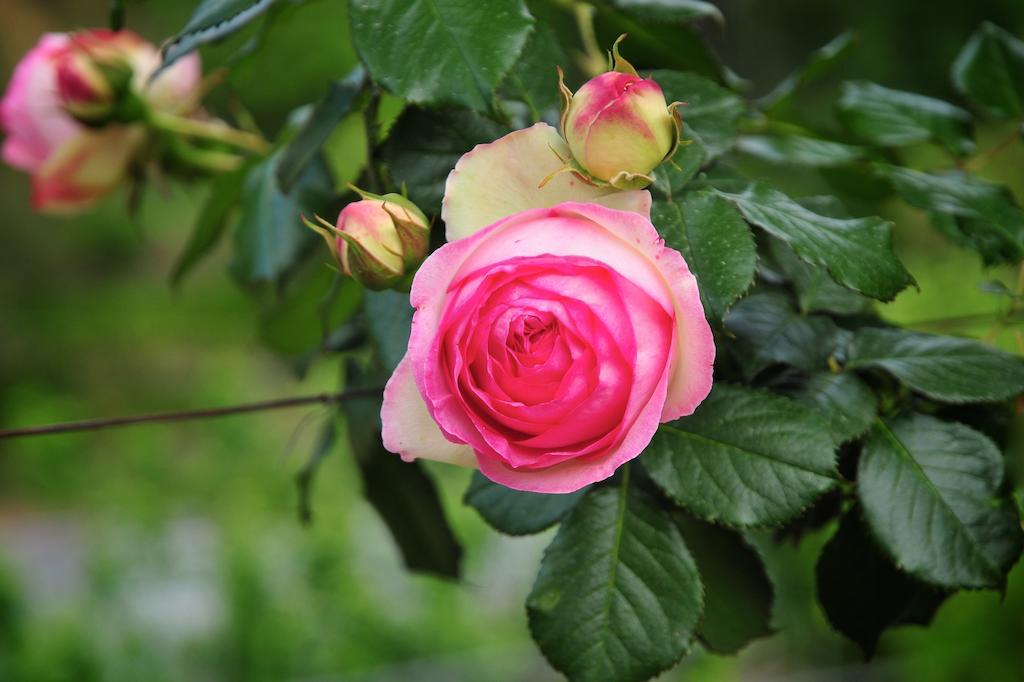 Le Rose San Biagio della Cima Exterior foto