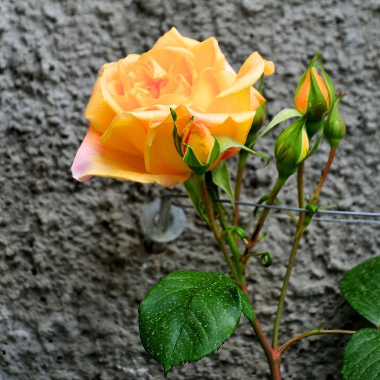 Le Rose San Biagio della Cima Exterior foto