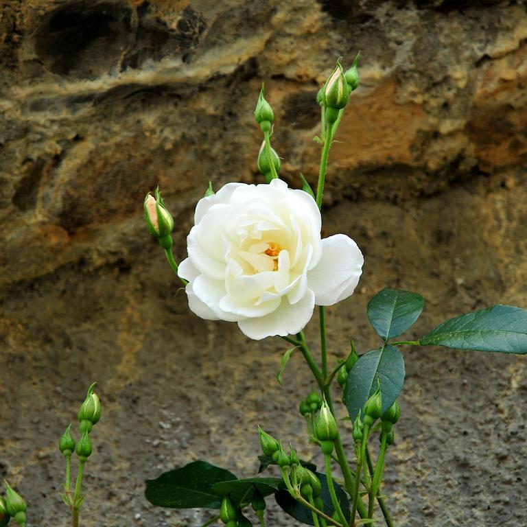Le Rose San Biagio della Cima Exterior foto