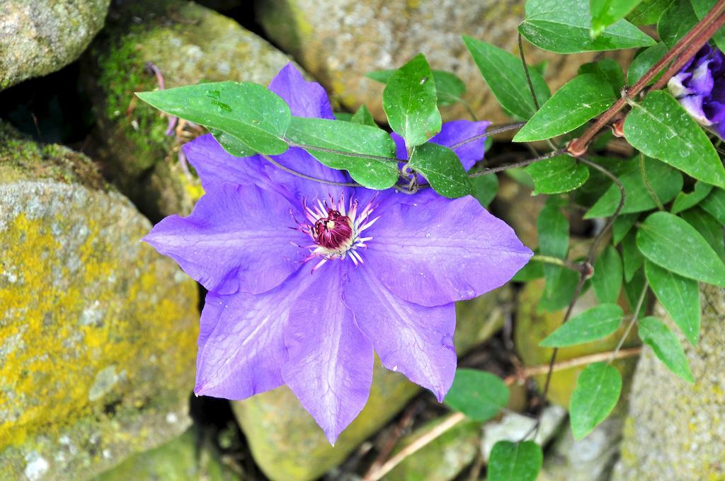 Le Rose San Biagio della Cima Exterior foto