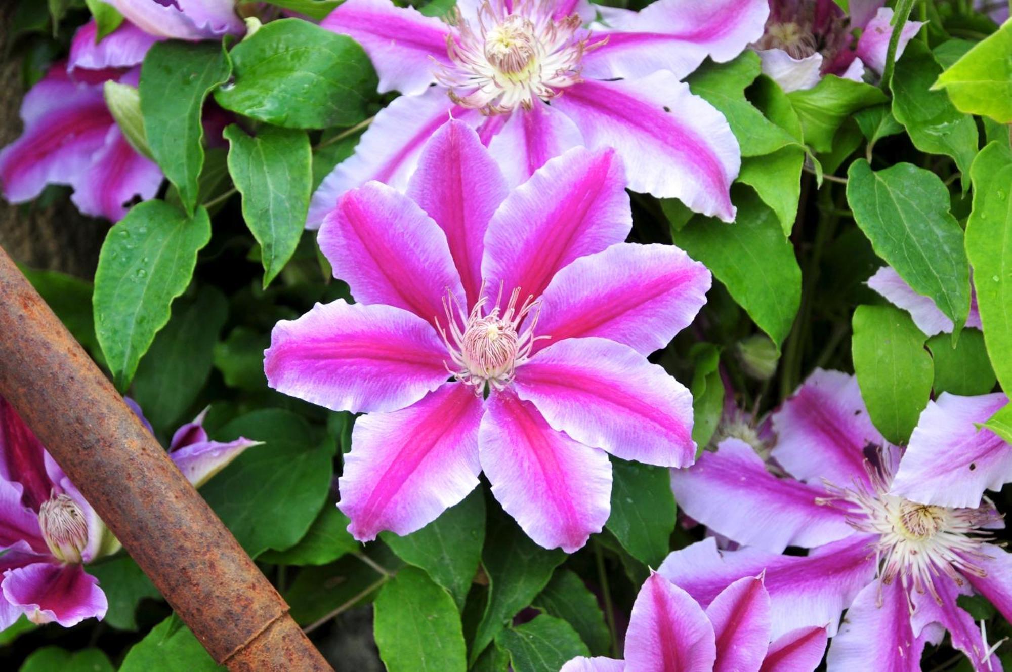 Le Rose San Biagio della Cima Exterior foto