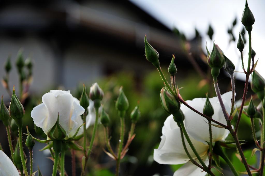 Le Rose San Biagio della Cima Exterior foto