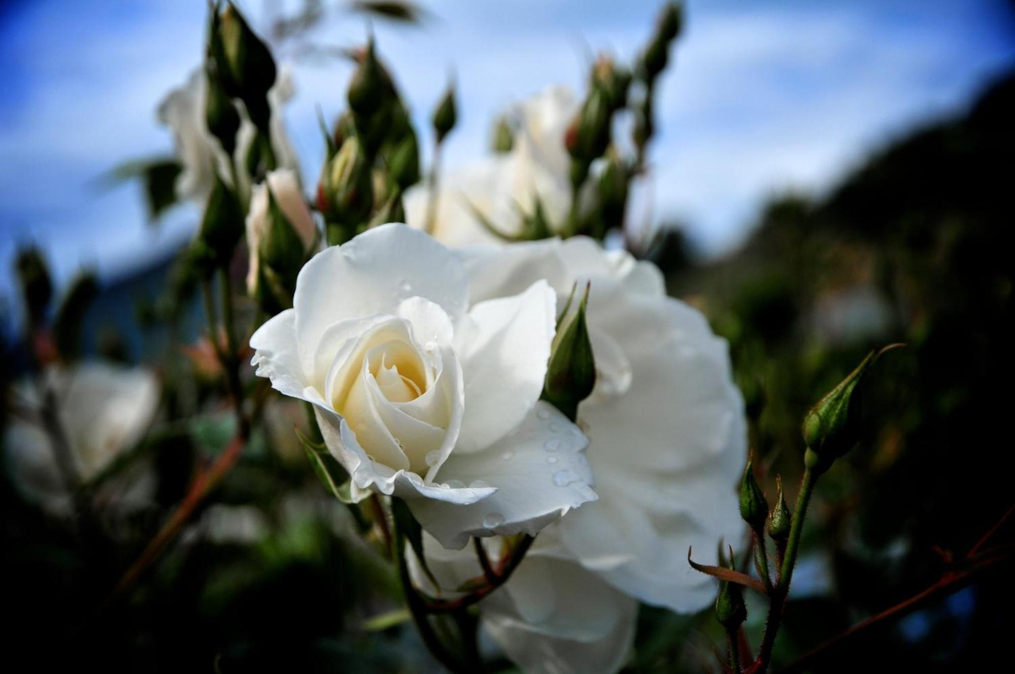 Le Rose San Biagio della Cima Exterior foto