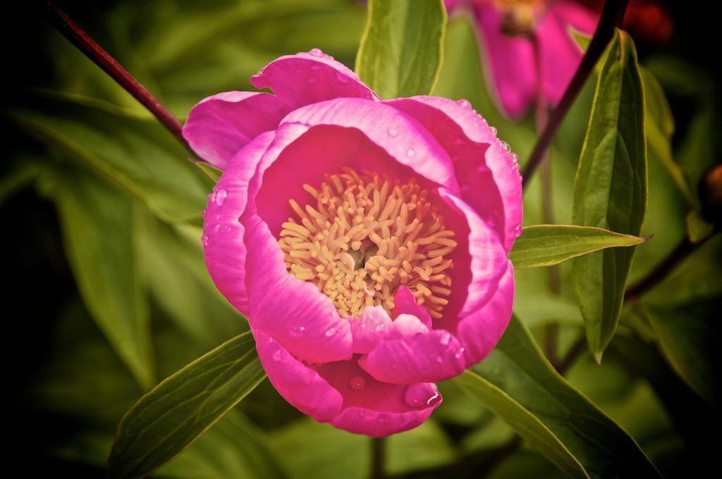 Le Rose San Biagio della Cima Exterior foto